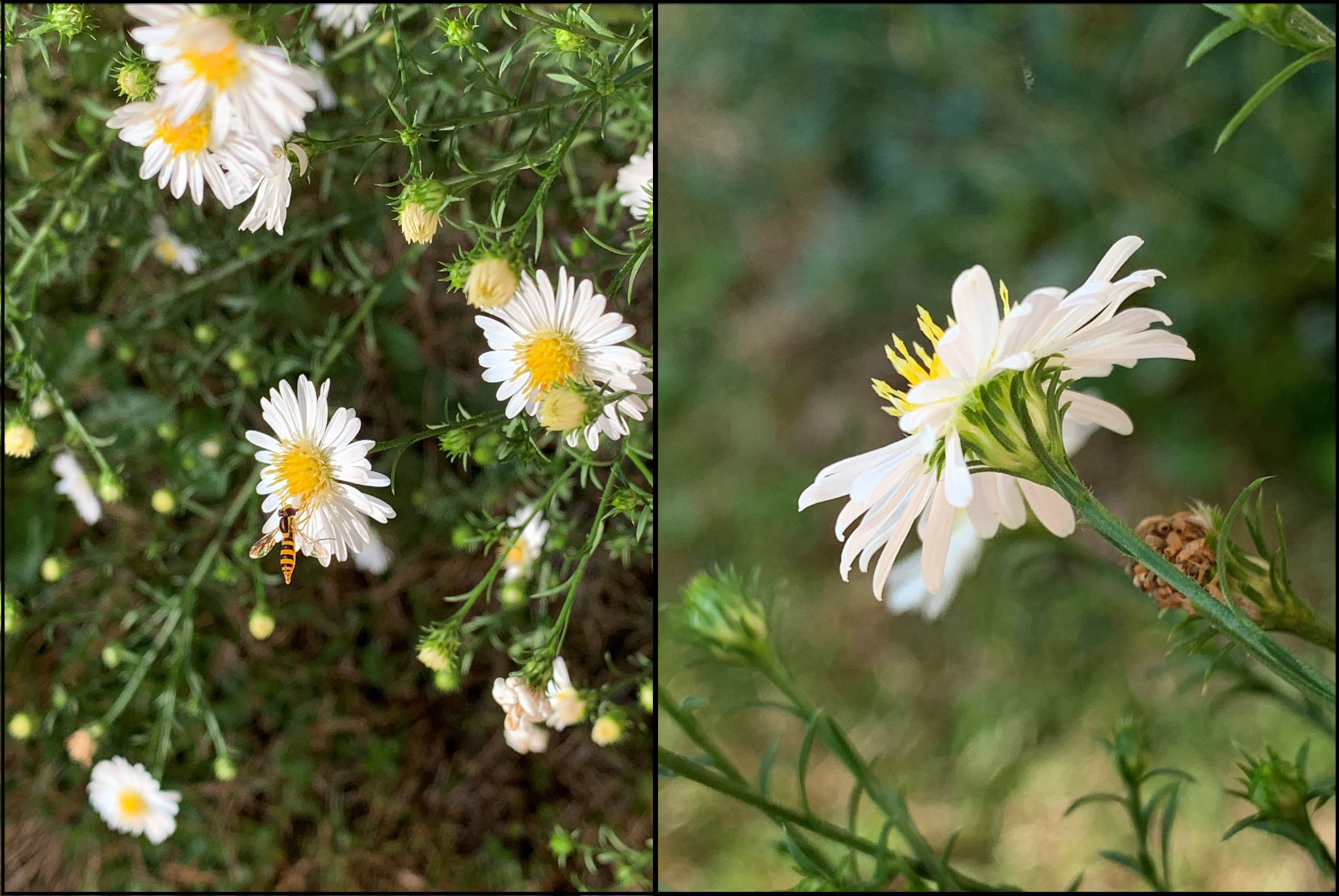 Frost aster flowers